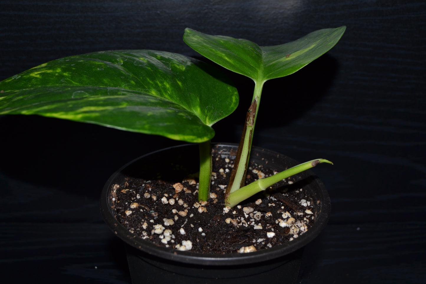 Golden Pothos | BB024