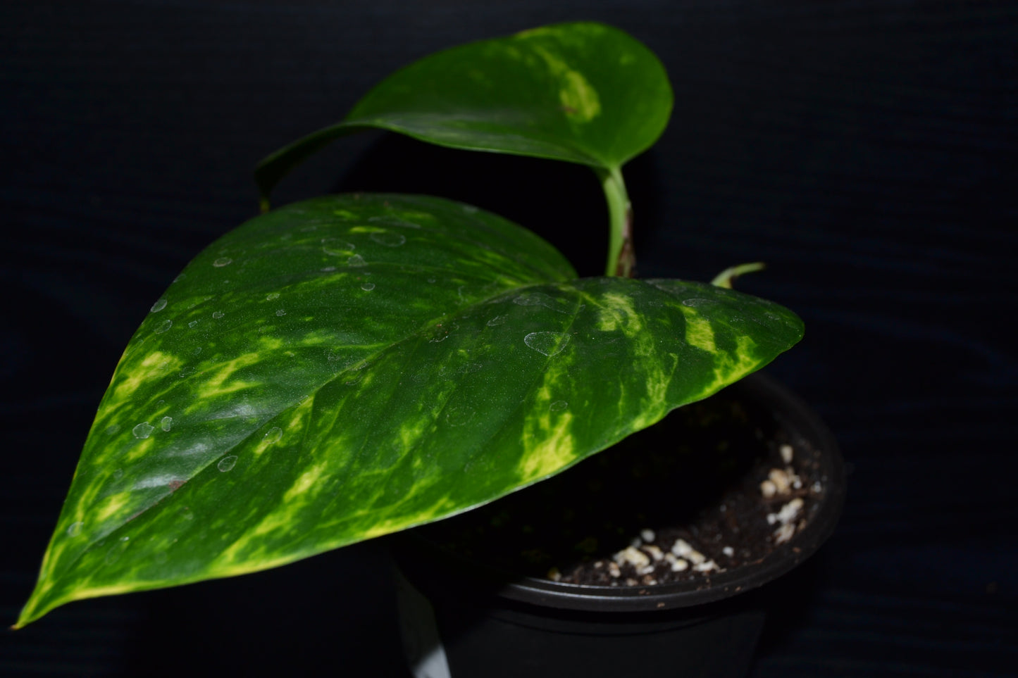 Golden Pothos | BB024