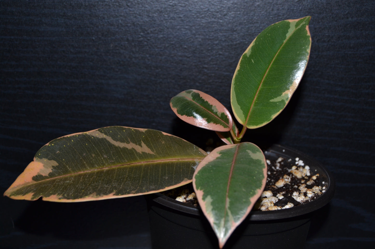 Ruby Rubber Tree | BB025