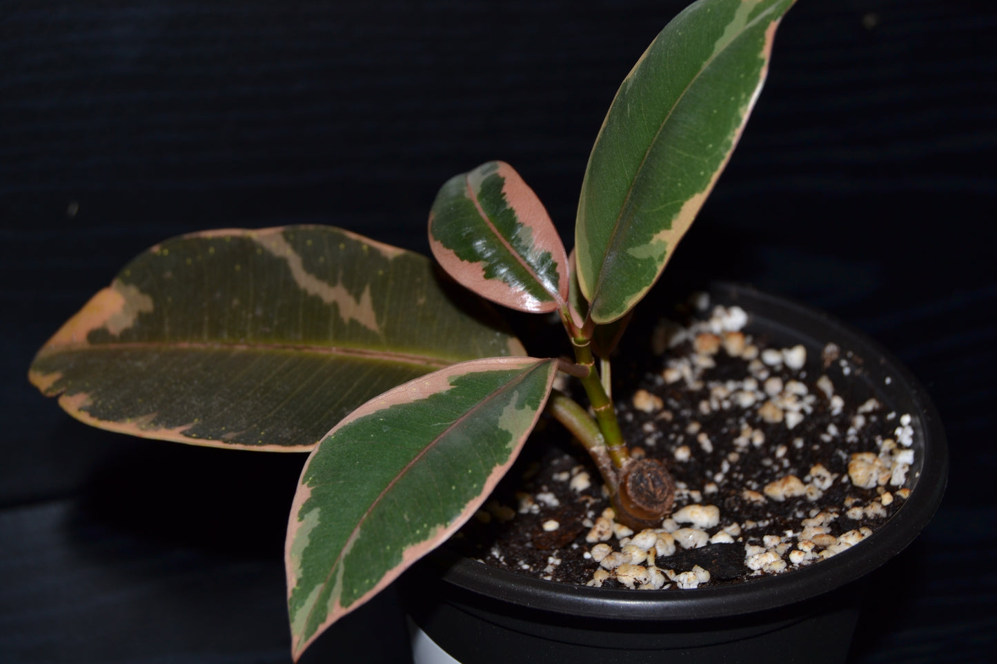 Ruby Rubber Tree | BB025