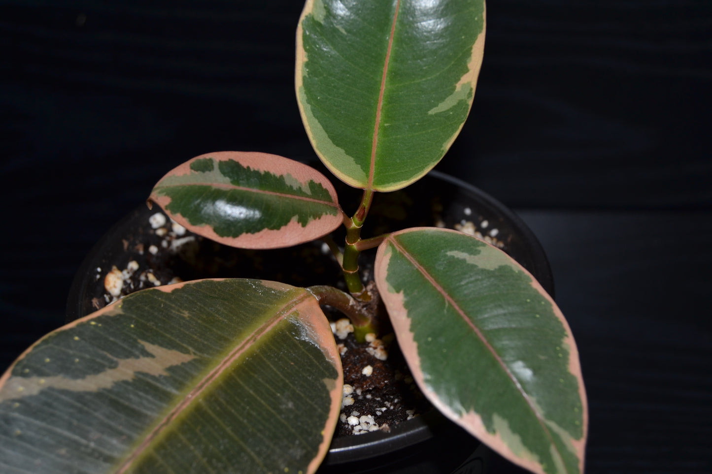 Ruby Rubber Tree | BB025