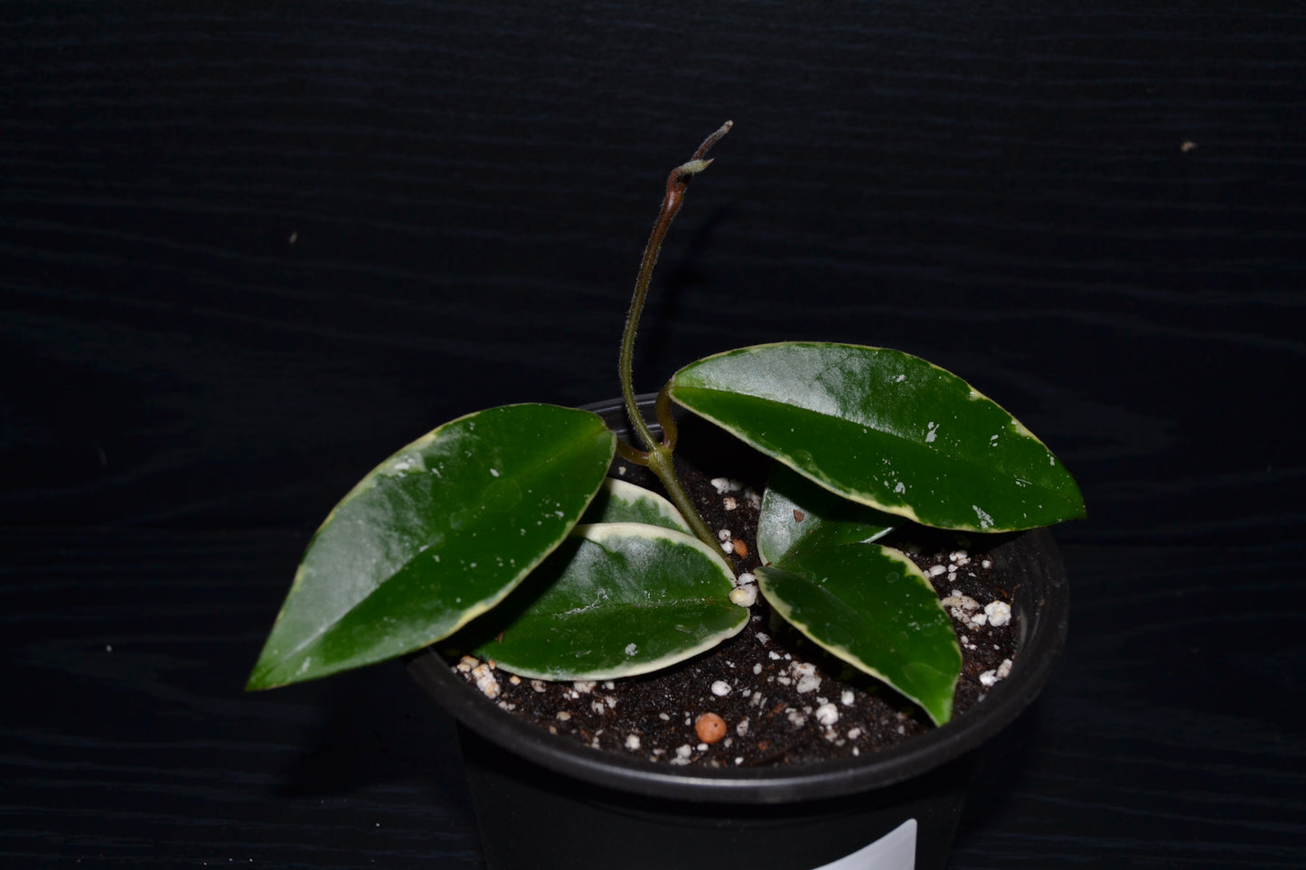 Variegated Hoya | BB026