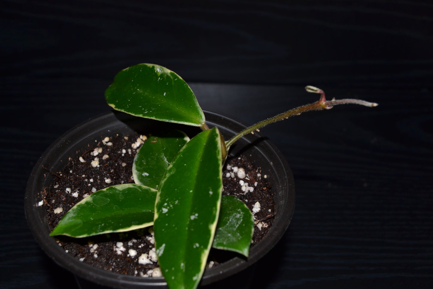 Variegated Hoya | BB026