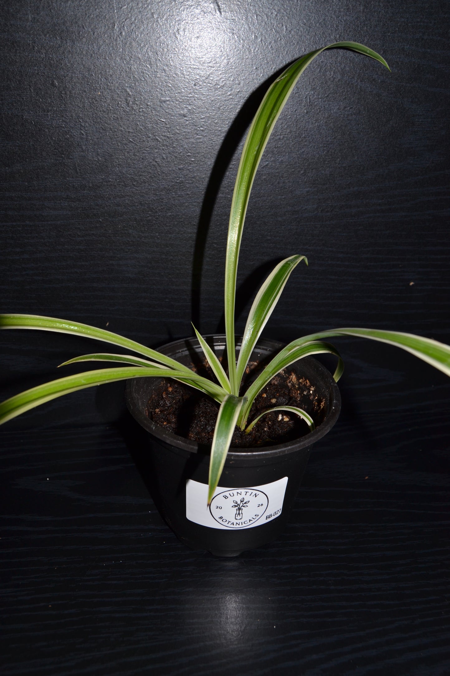 Variegated Spider Plant | BB027