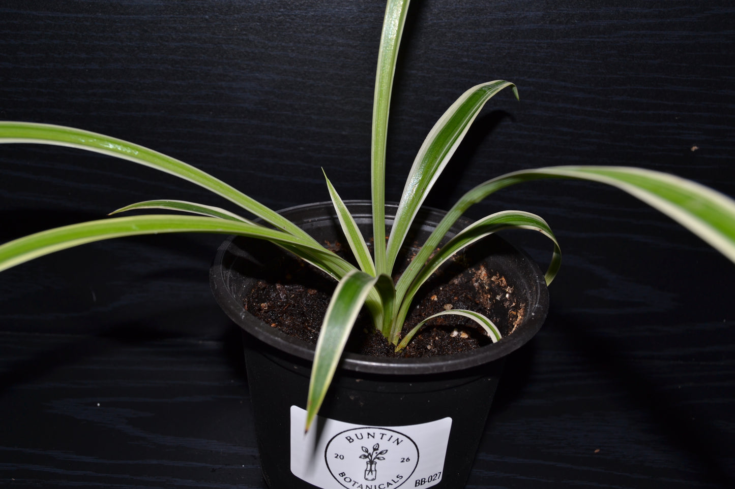 Variegated Spider Plant | BB027
