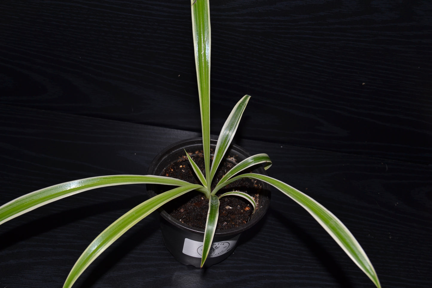 Variegated Spider Plant | BB027