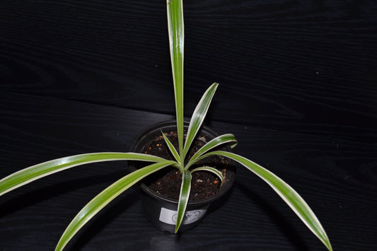 Variegated Spider Plant | BB027