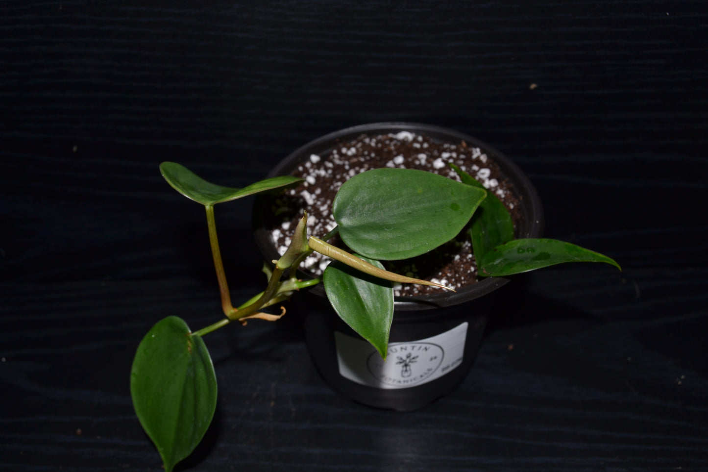 Philodendron Brasil | BB028