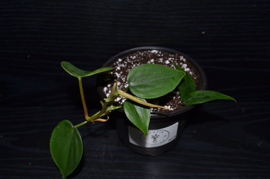 Philodendron Brasil | BB028