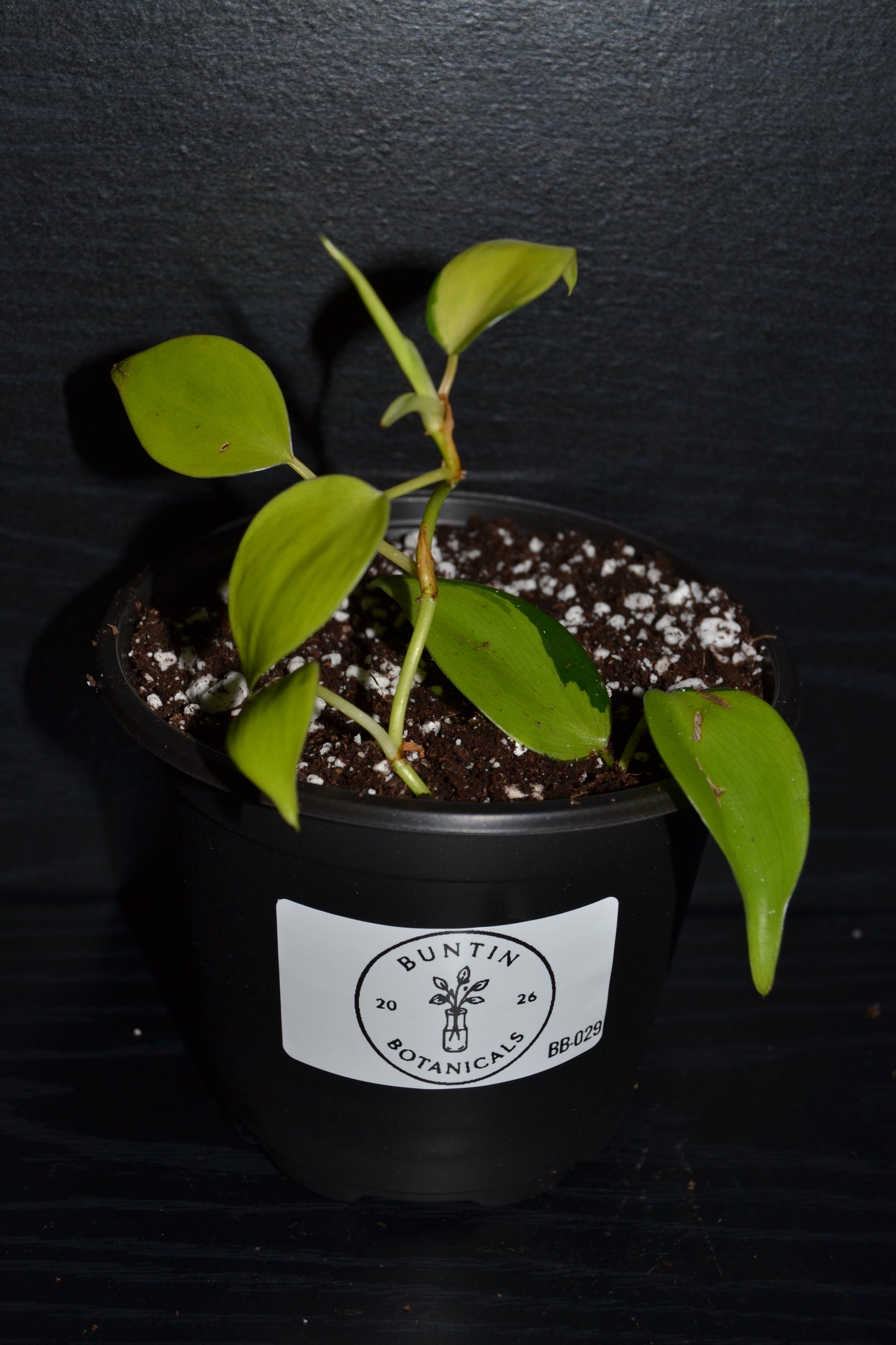 Philodendron Lemon Lime | BB029