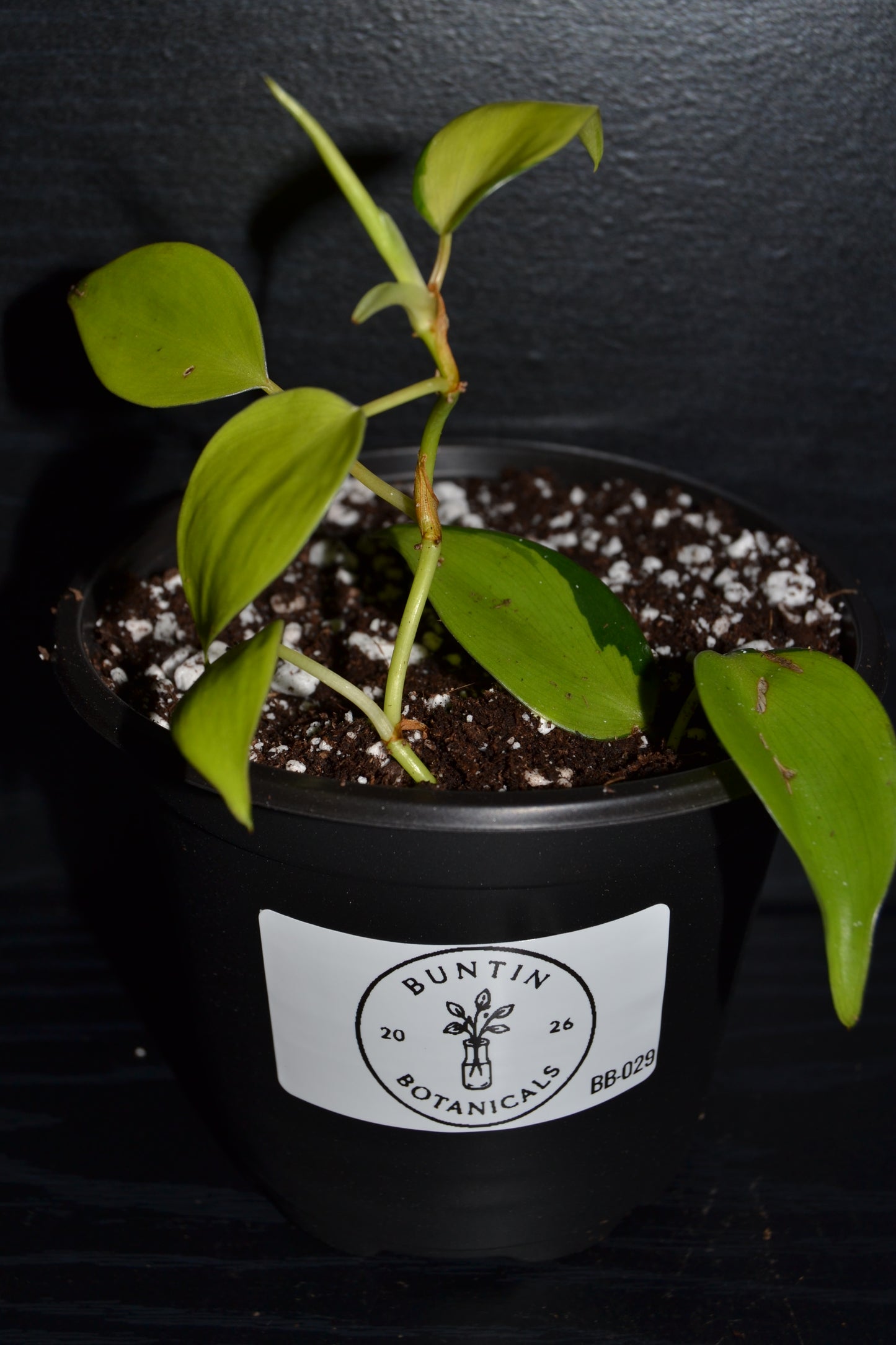 Philodendron Lemon Lime | BB029