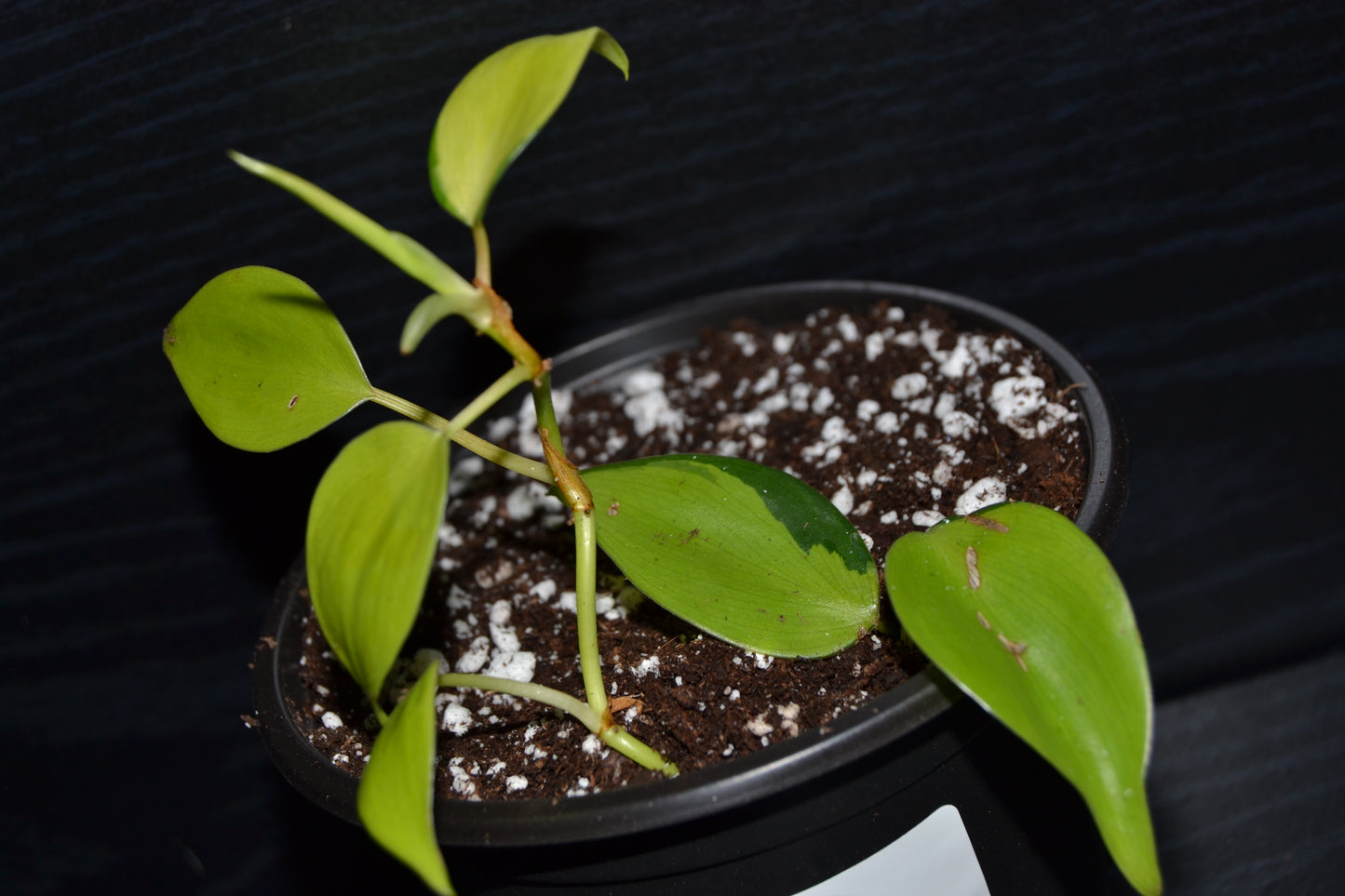 Philodendron Lemon Lime | BB029
