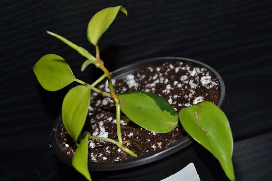 Philodendron Lemon Lime | BB029
