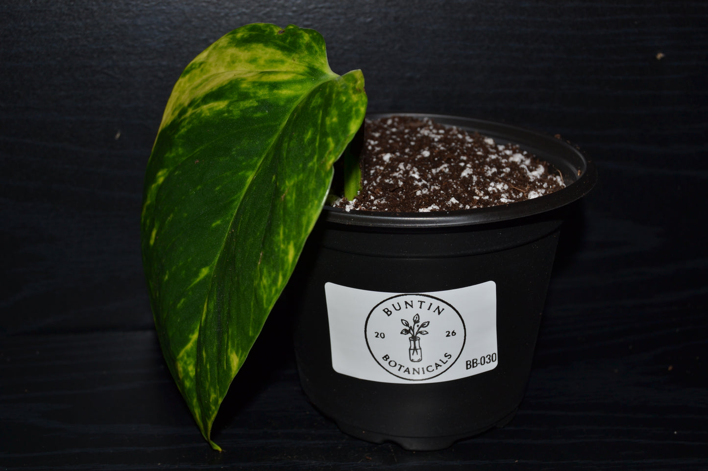 Golden Pothos | BB030