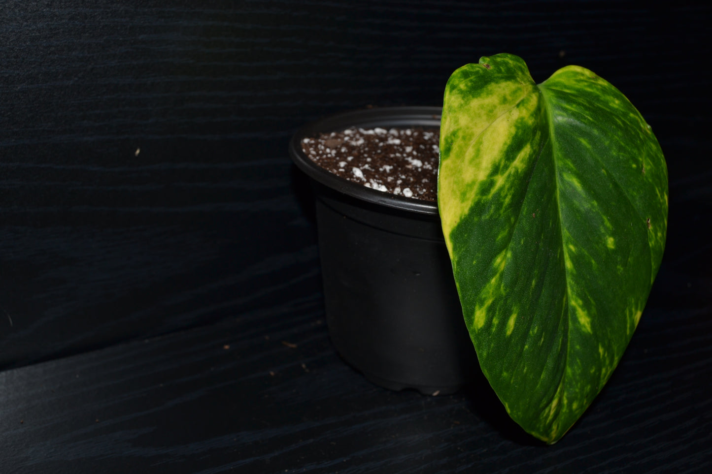 Golden Pothos | BB030