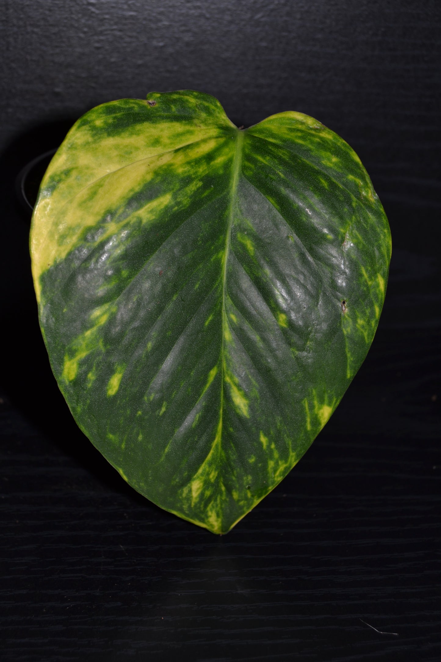 Golden Pothos | BB030