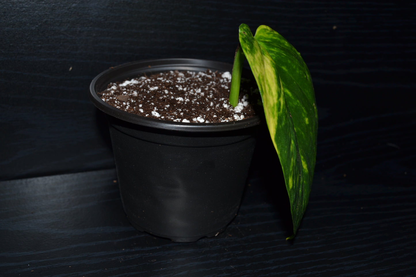 Golden Pothos | BB030