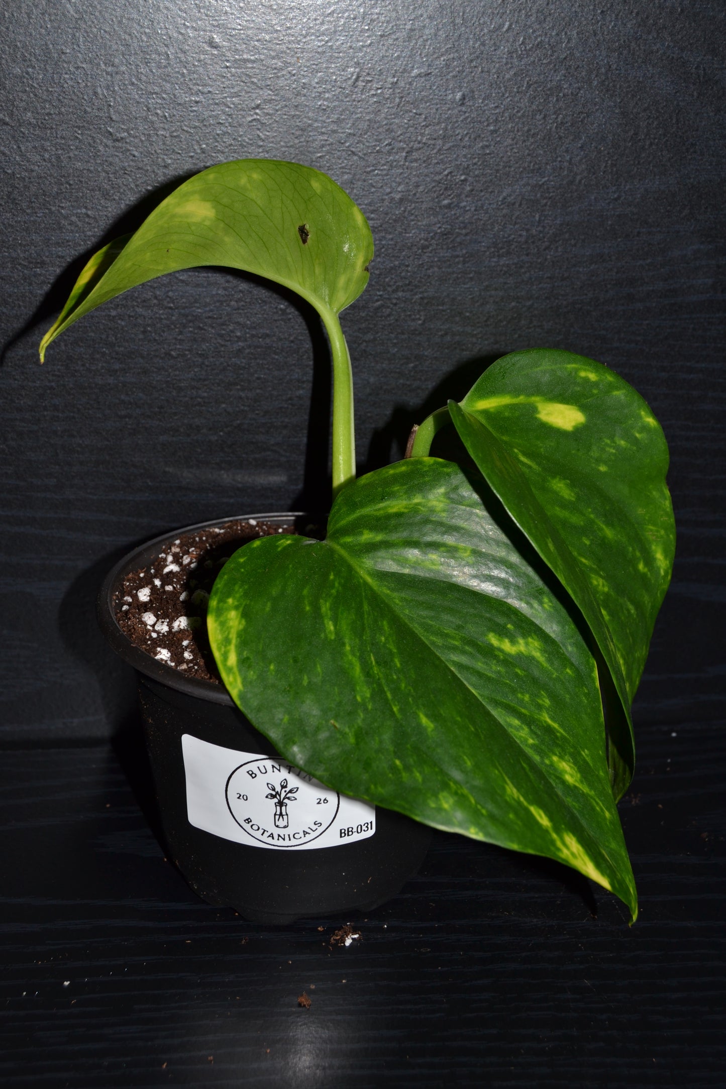 Golden Pothos | BB031