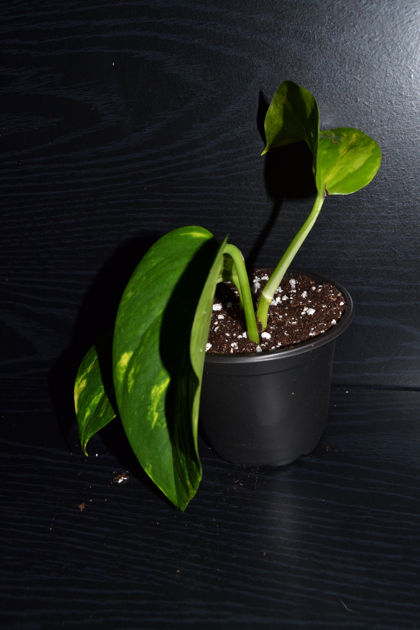 Golden Pothos | BB031
