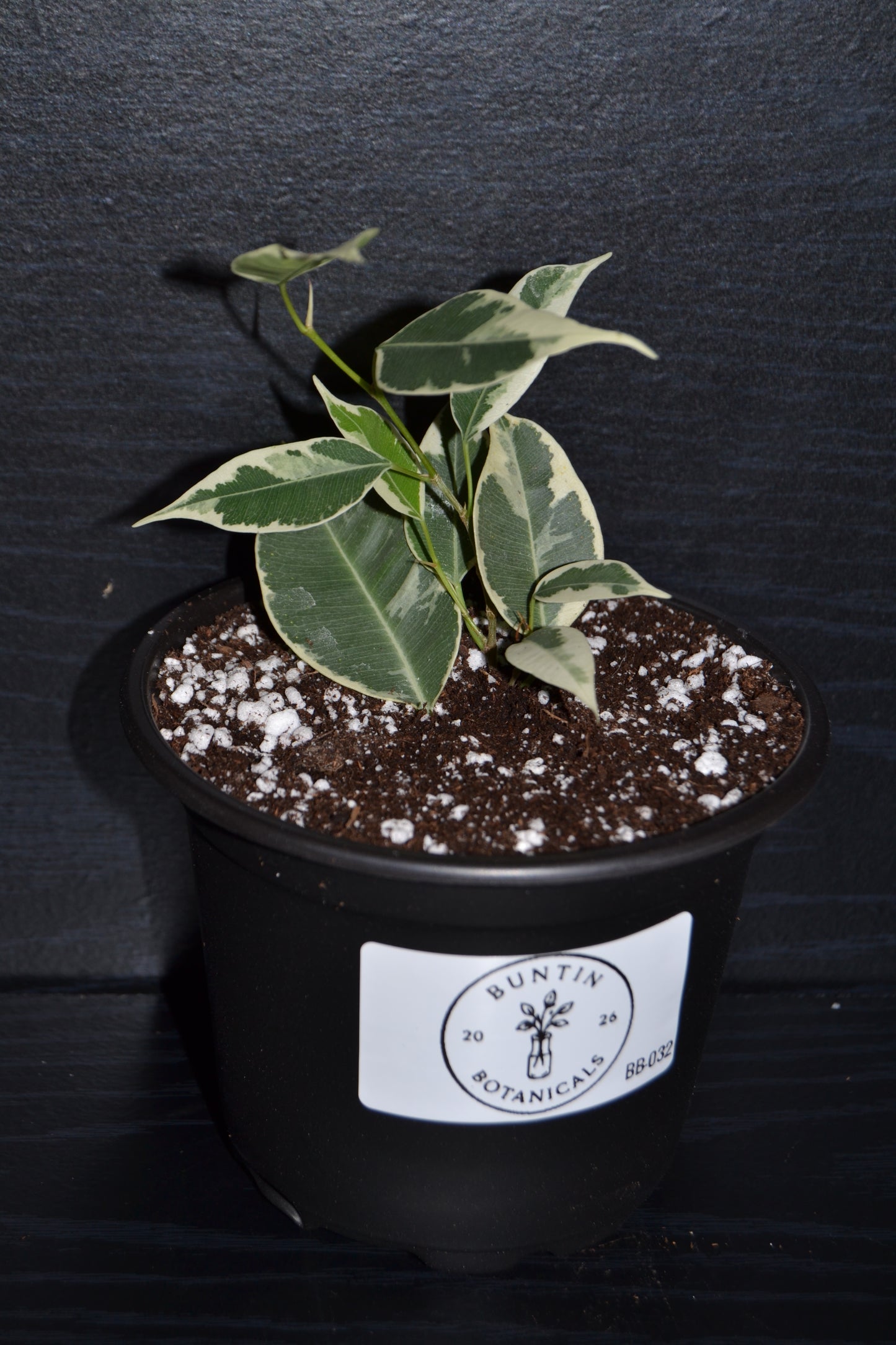 Variegated Weeping Fig ‘Starlight’ | BB032