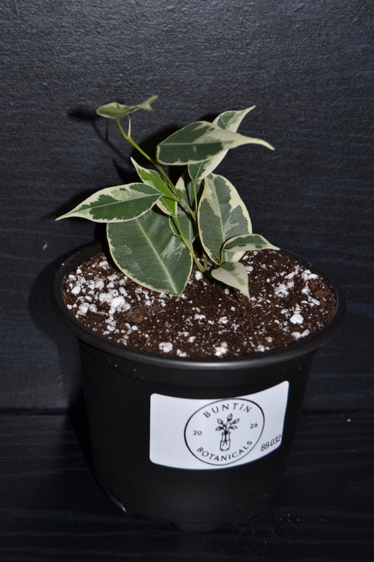 Variegated Weeping Fig ‘Starlight’ | BB032