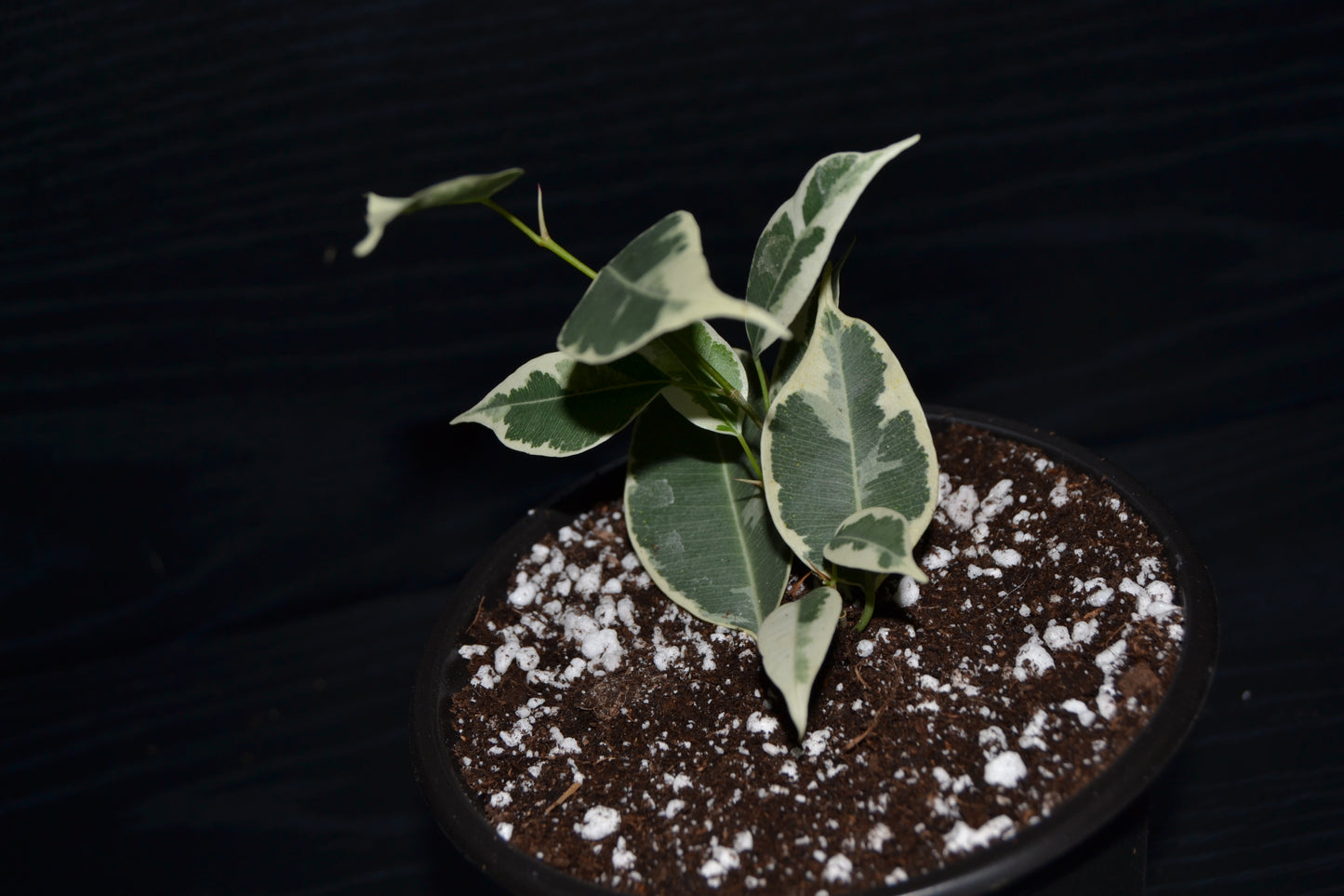 Variegated Weeping Fig ‘Starlight’ | BB032