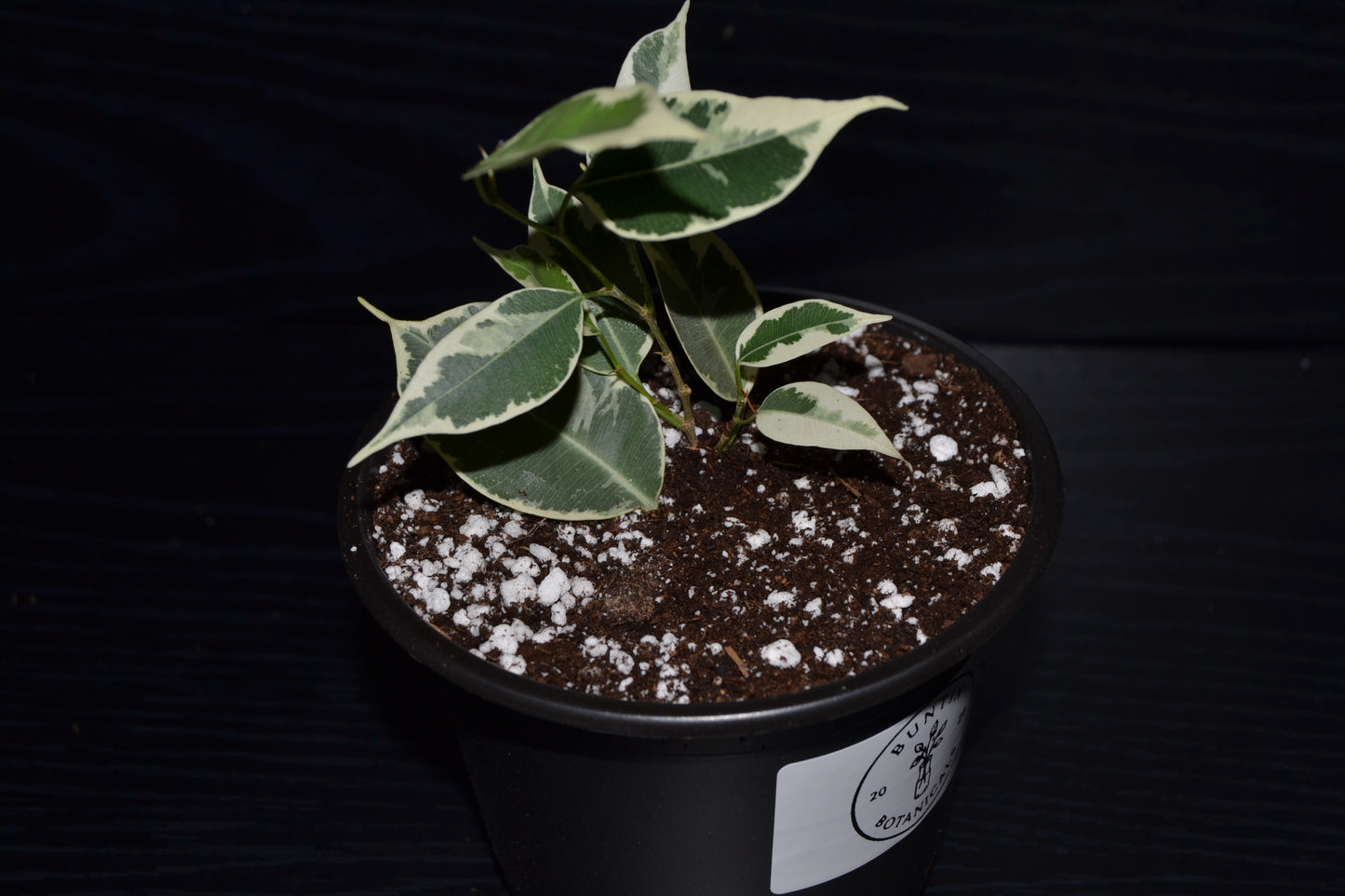 Variegated Weeping Fig ‘Starlight’ | BB032