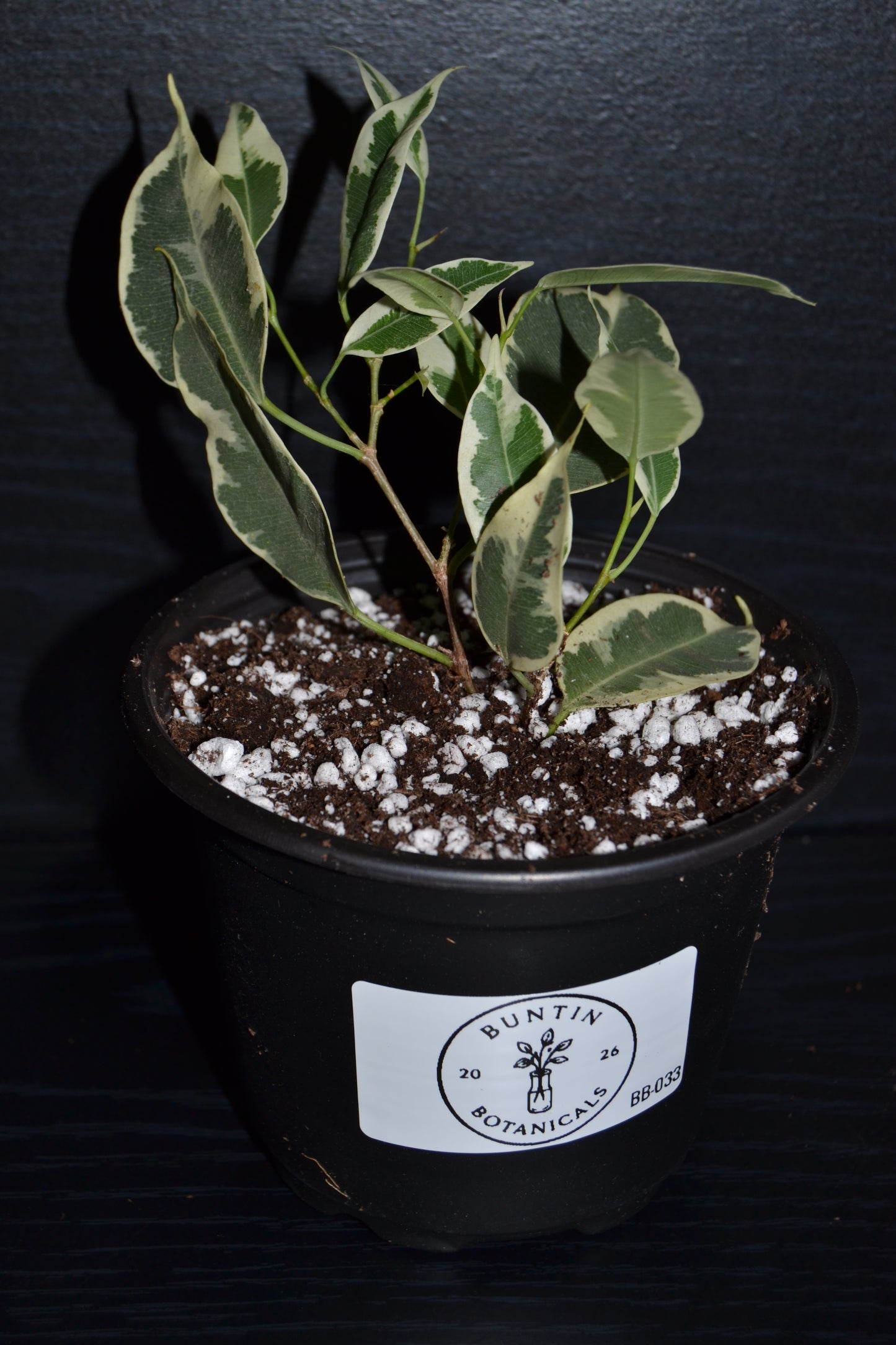 Variegated Weeping Fig ‘Starlight’ | BB033