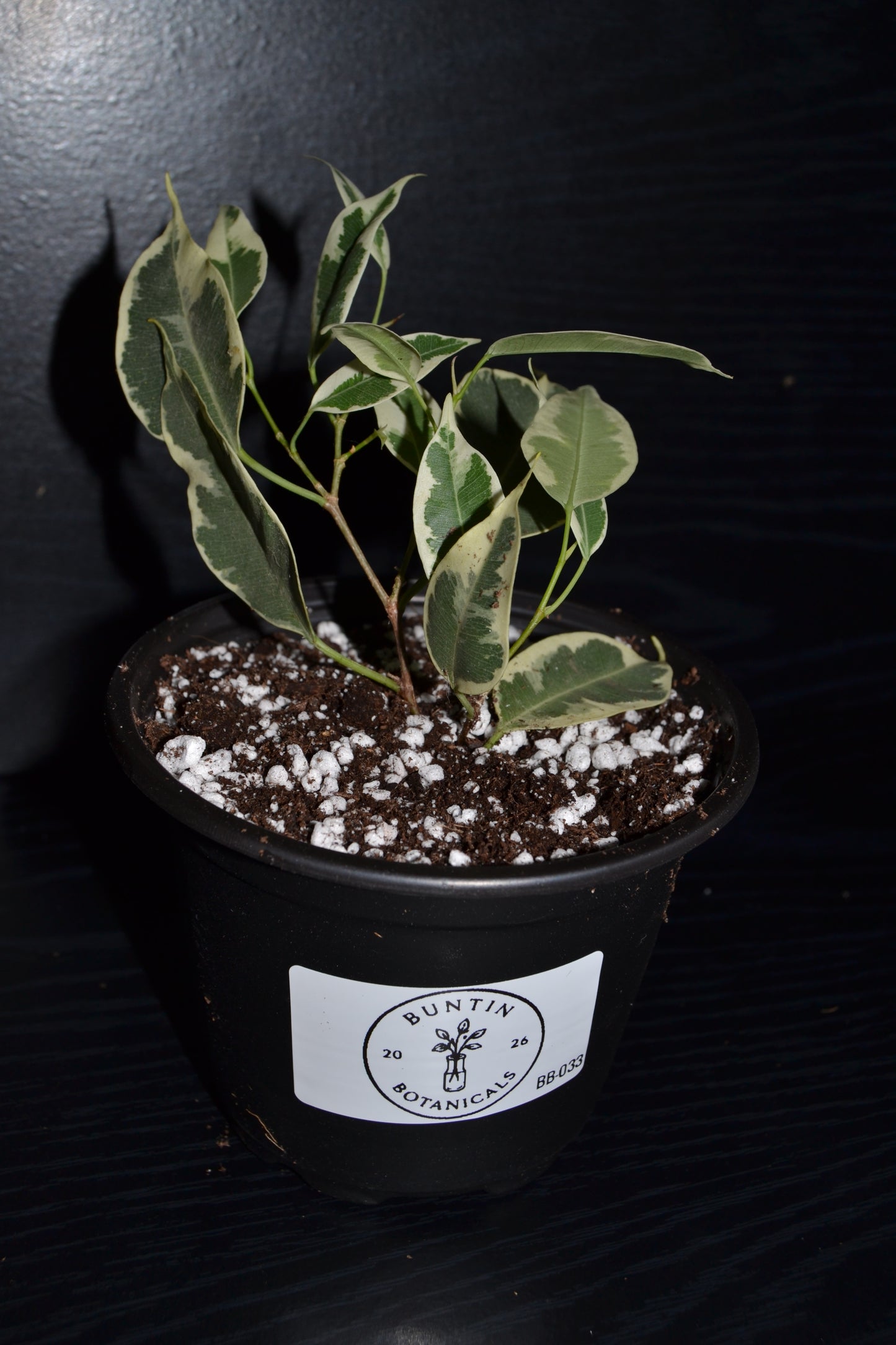 Variegated Weeping Fig ‘Starlight’ | BB033