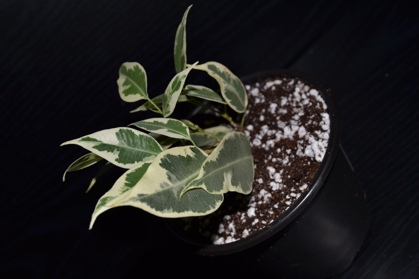 Variegated Weeping Fig ‘Starlight’ | BB033