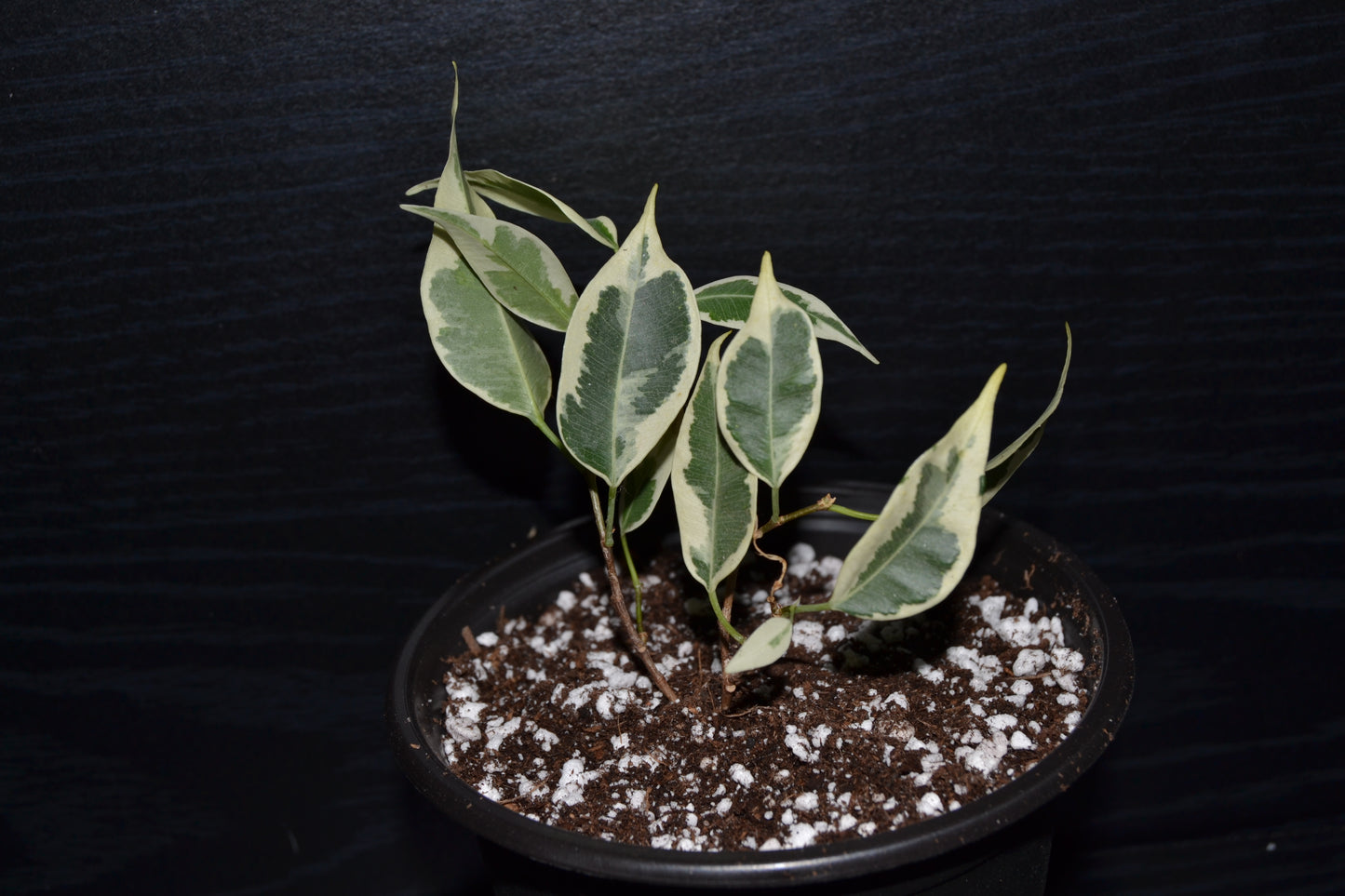 Variegated Weeping Fig ‘Starlight’ | BB034