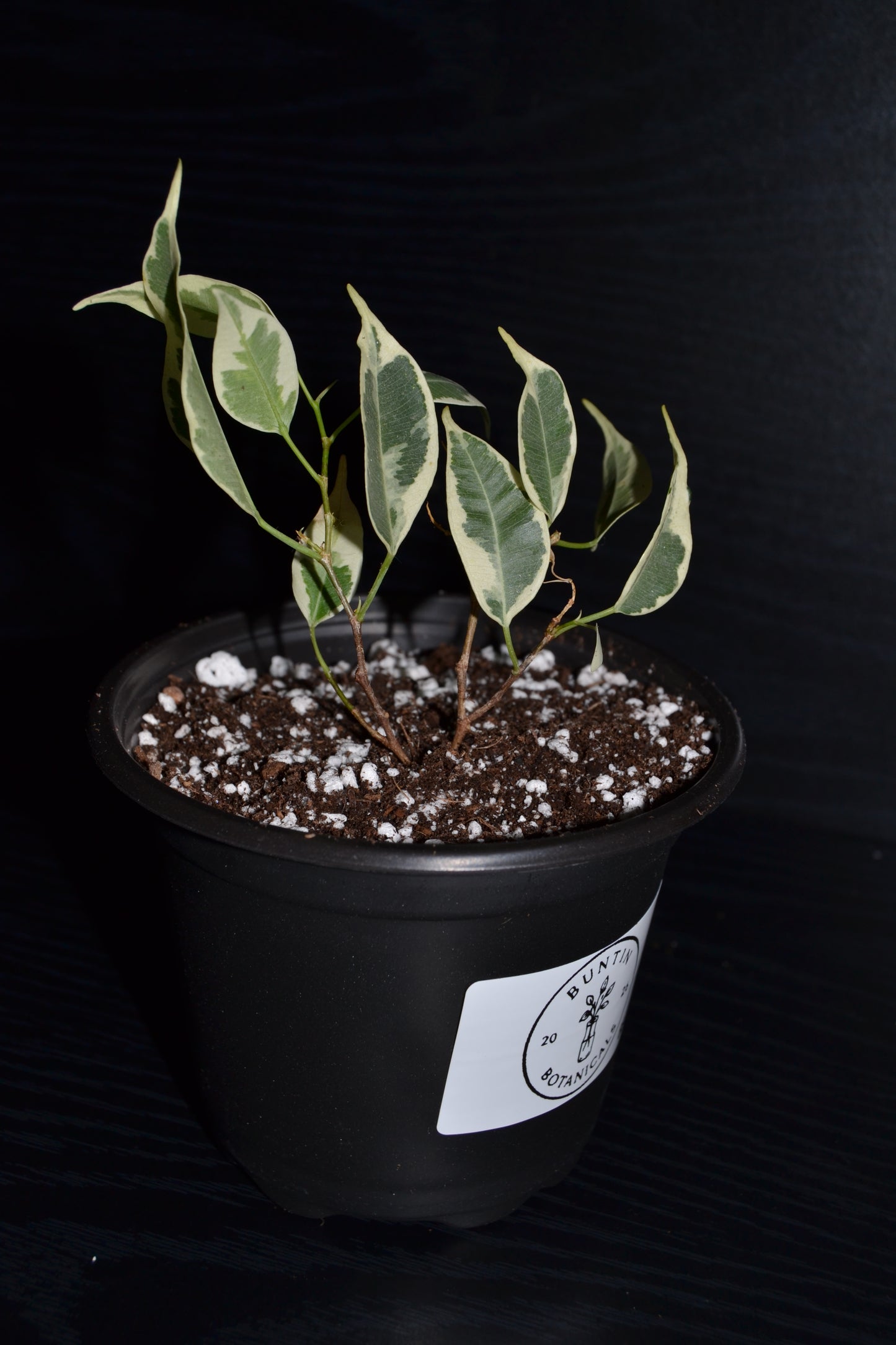 Variegated Weeping Fig ‘Starlight’ | BB034