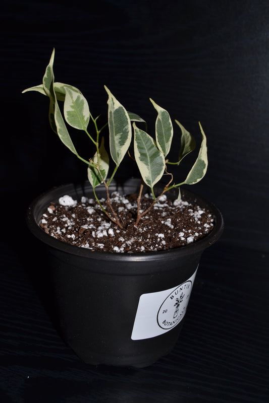 Variegated Weeping Fig ‘Starlight’ | BB034