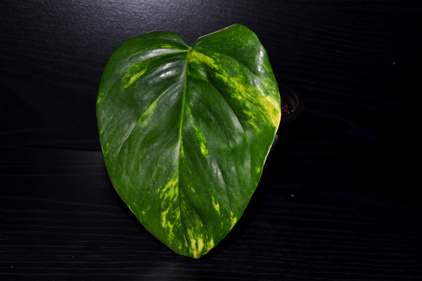 Golden Pothos | BB035