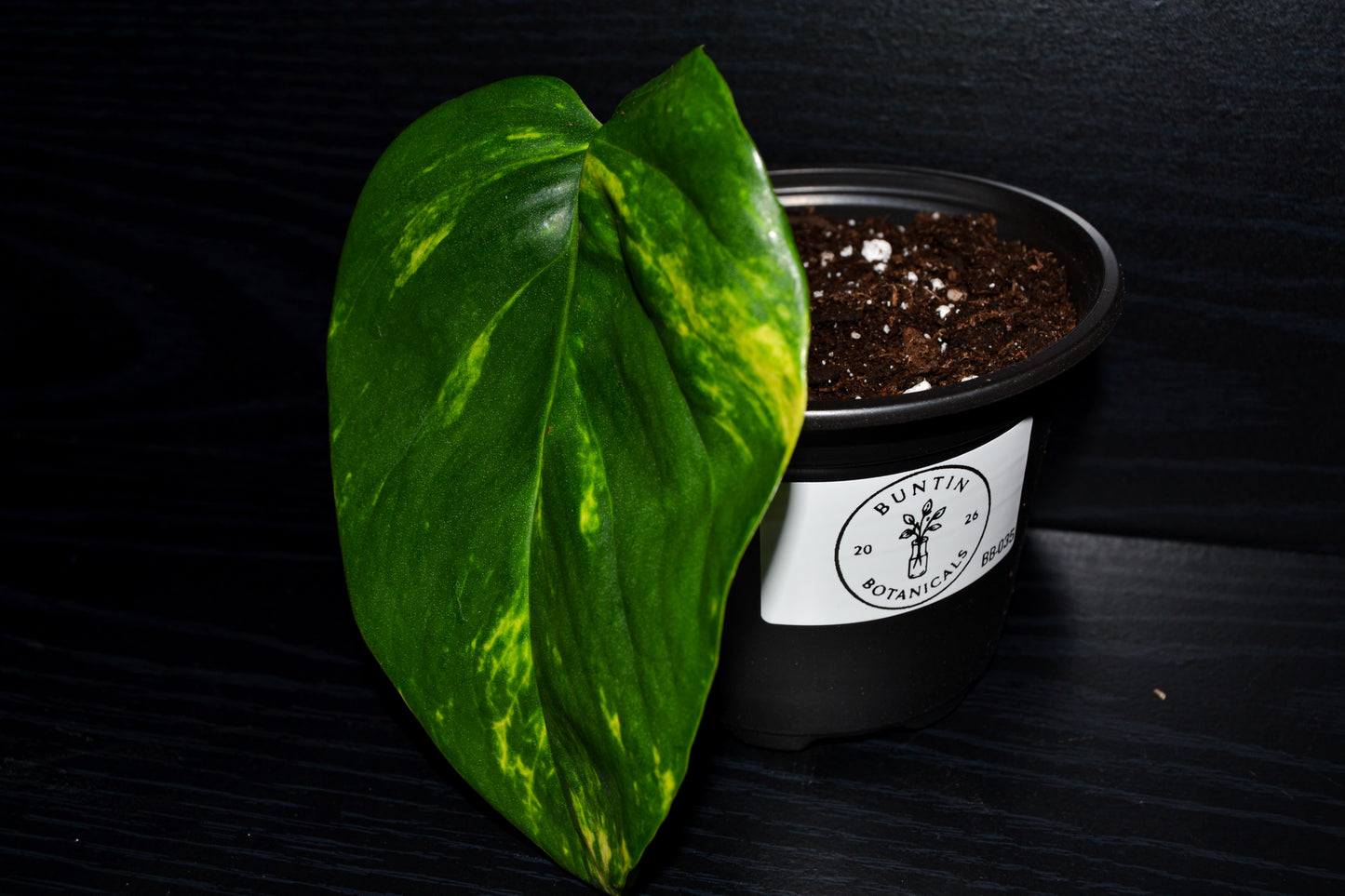 Golden Pothos | BB035