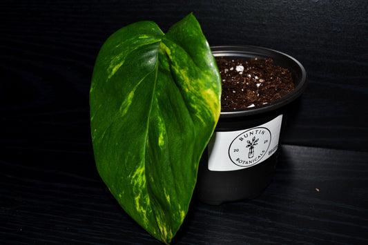 Golden Pothos | BB035