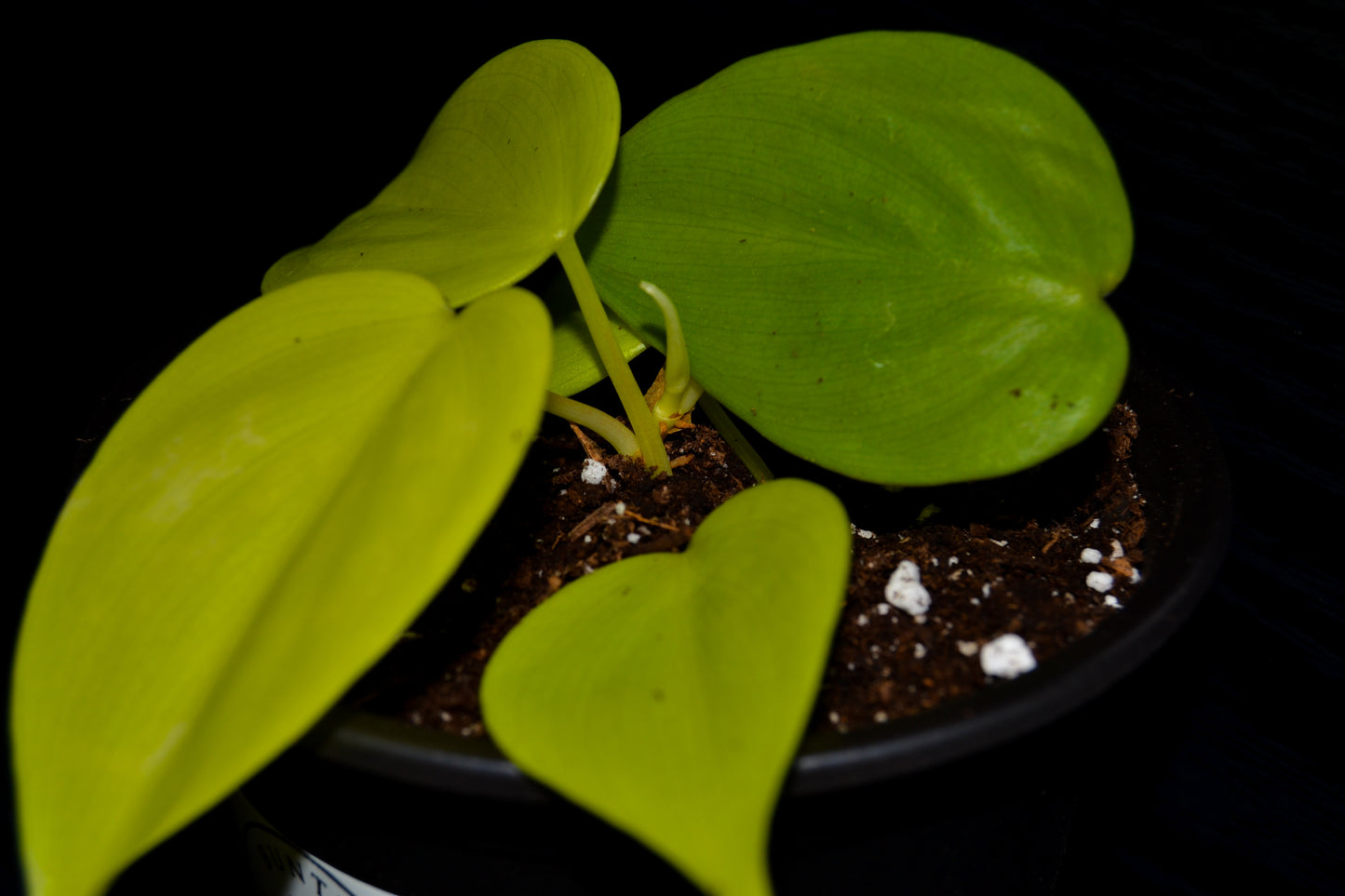 Philodendron Lemon Lime | BB036