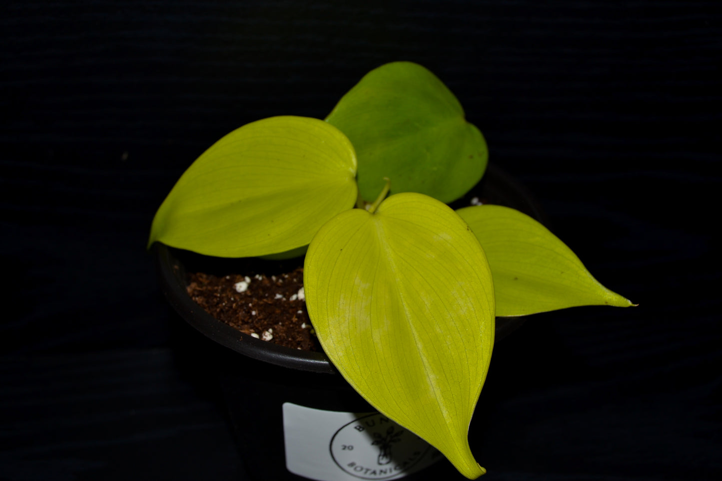 Philodendron Lemon Lime | BB036