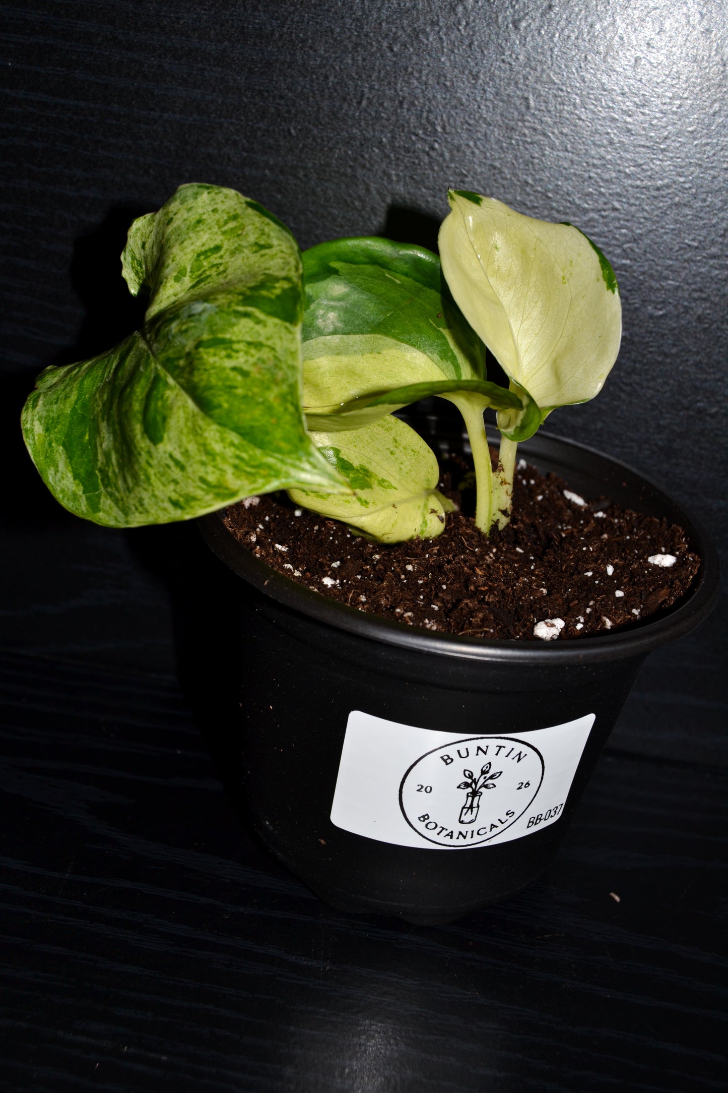 Manjula Pothos | BB037