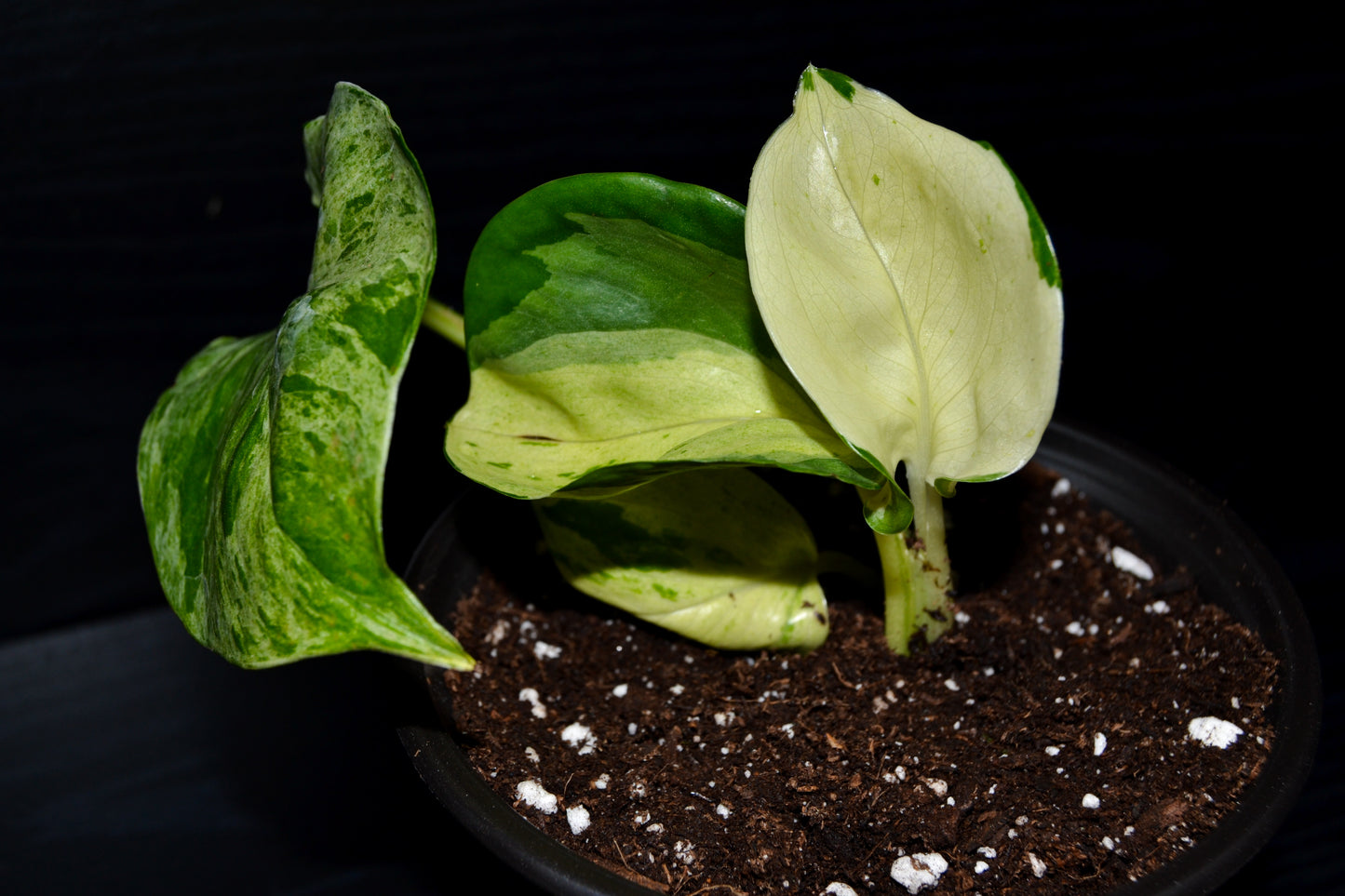 Manjula Pothos | BB037