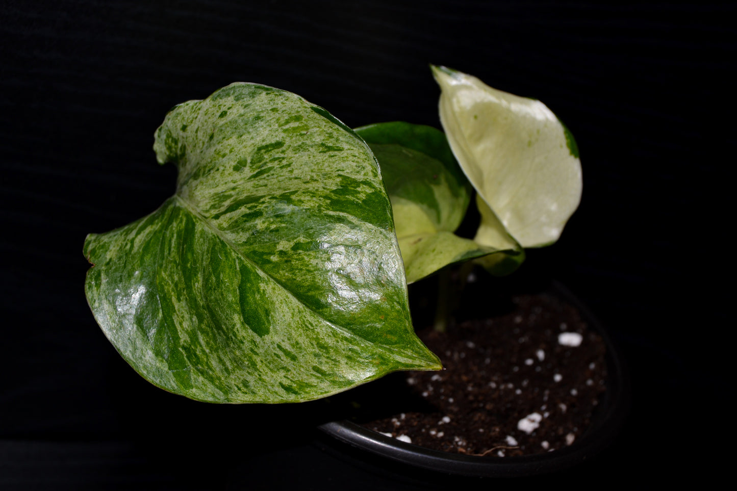 Manjula Pothos | BB037