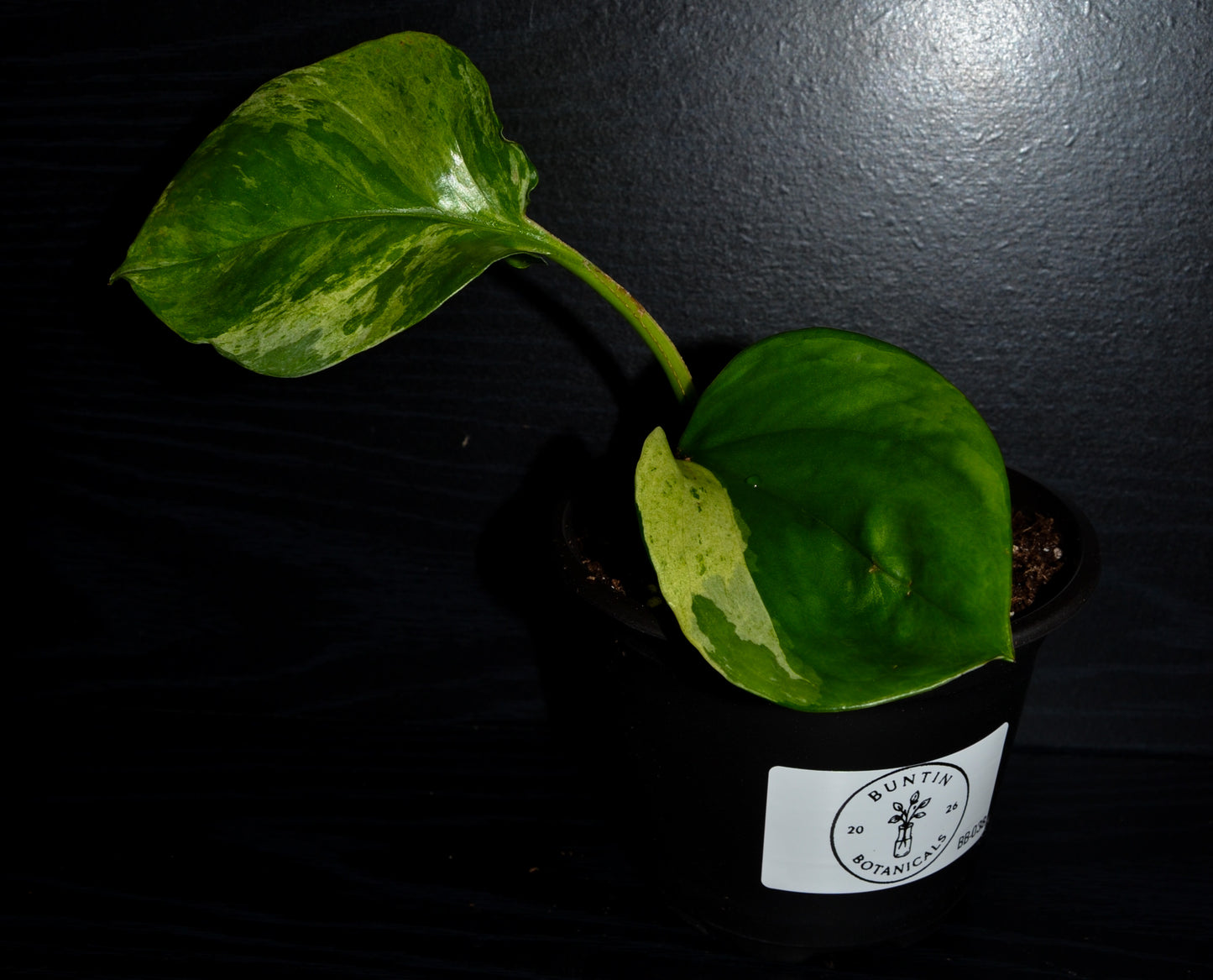 Manjula Pothos | BB038