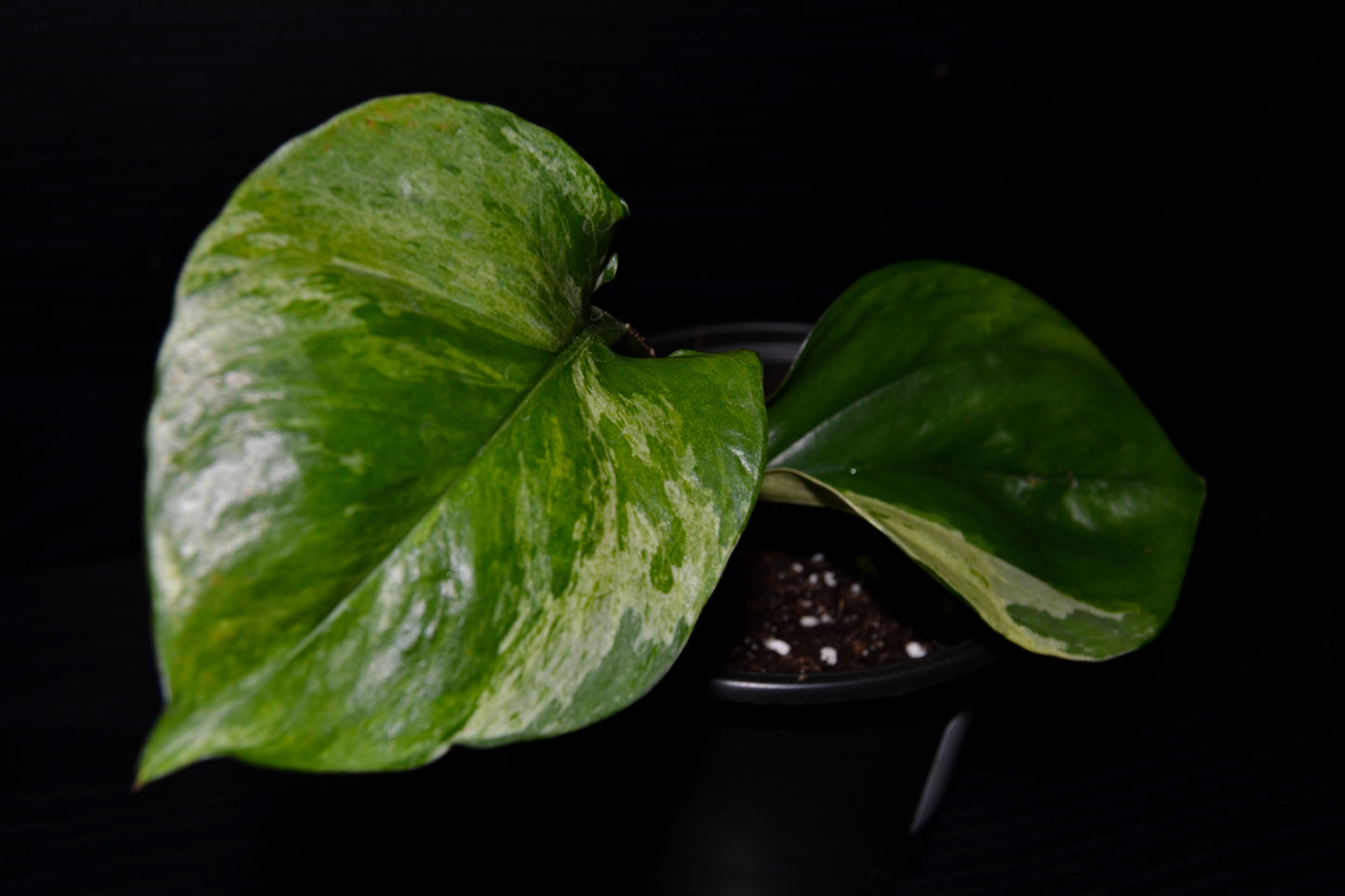 Manjula Pothos | BB038