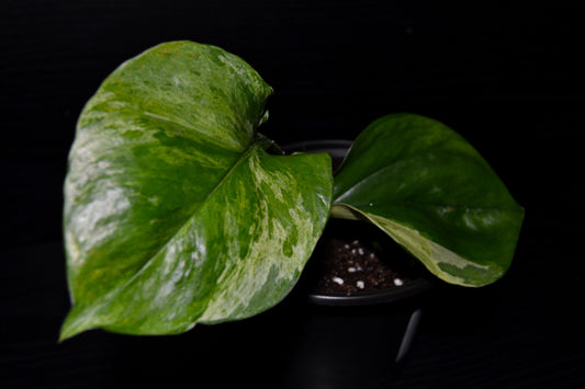 Manjula Pothos | BB038