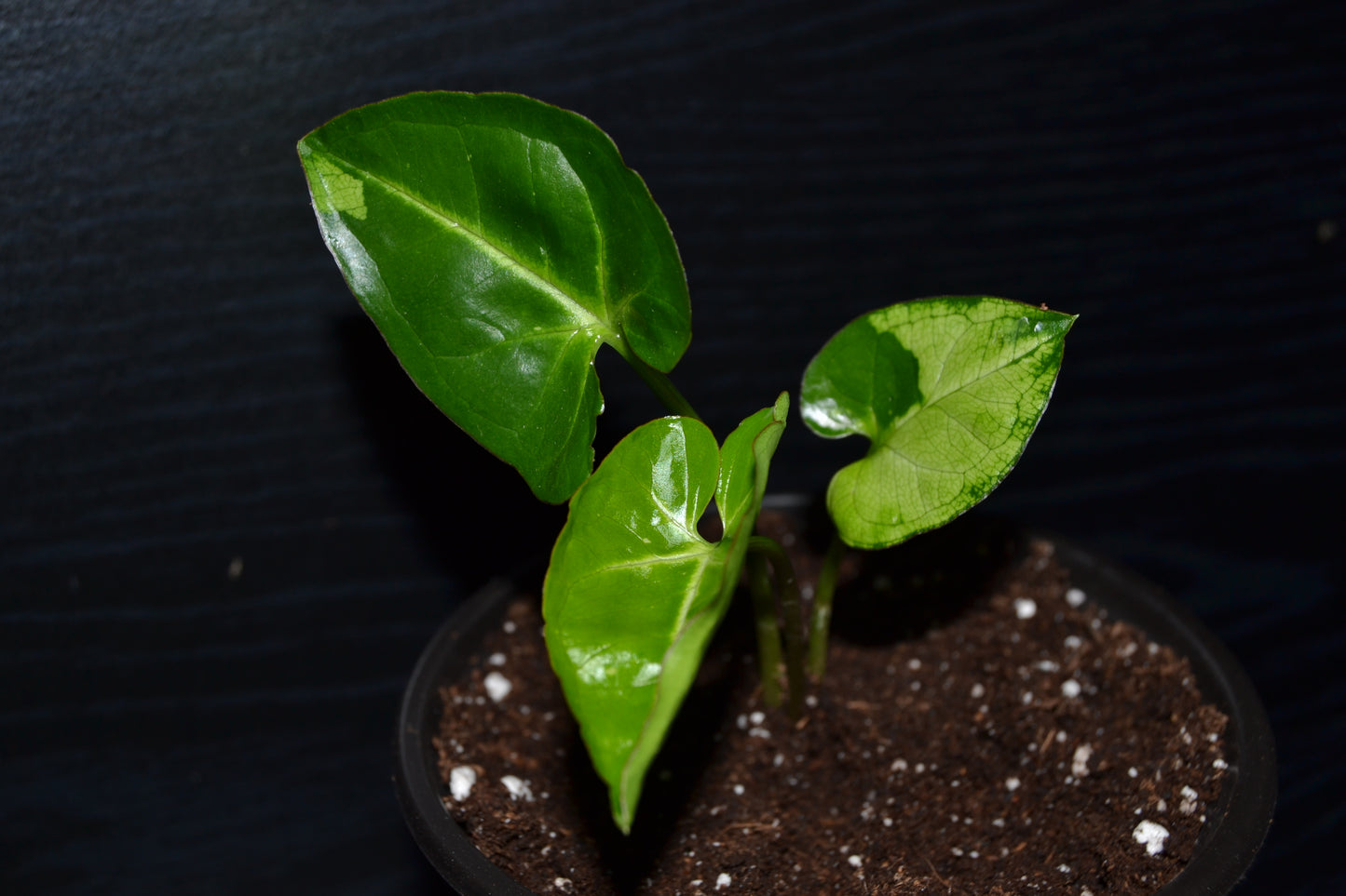 Syngonium Panda Galaxy | BB039