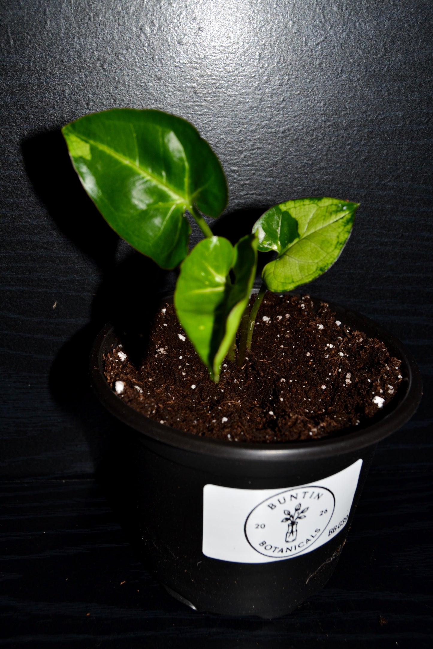 Syngonium Panda Galaxy | BB039