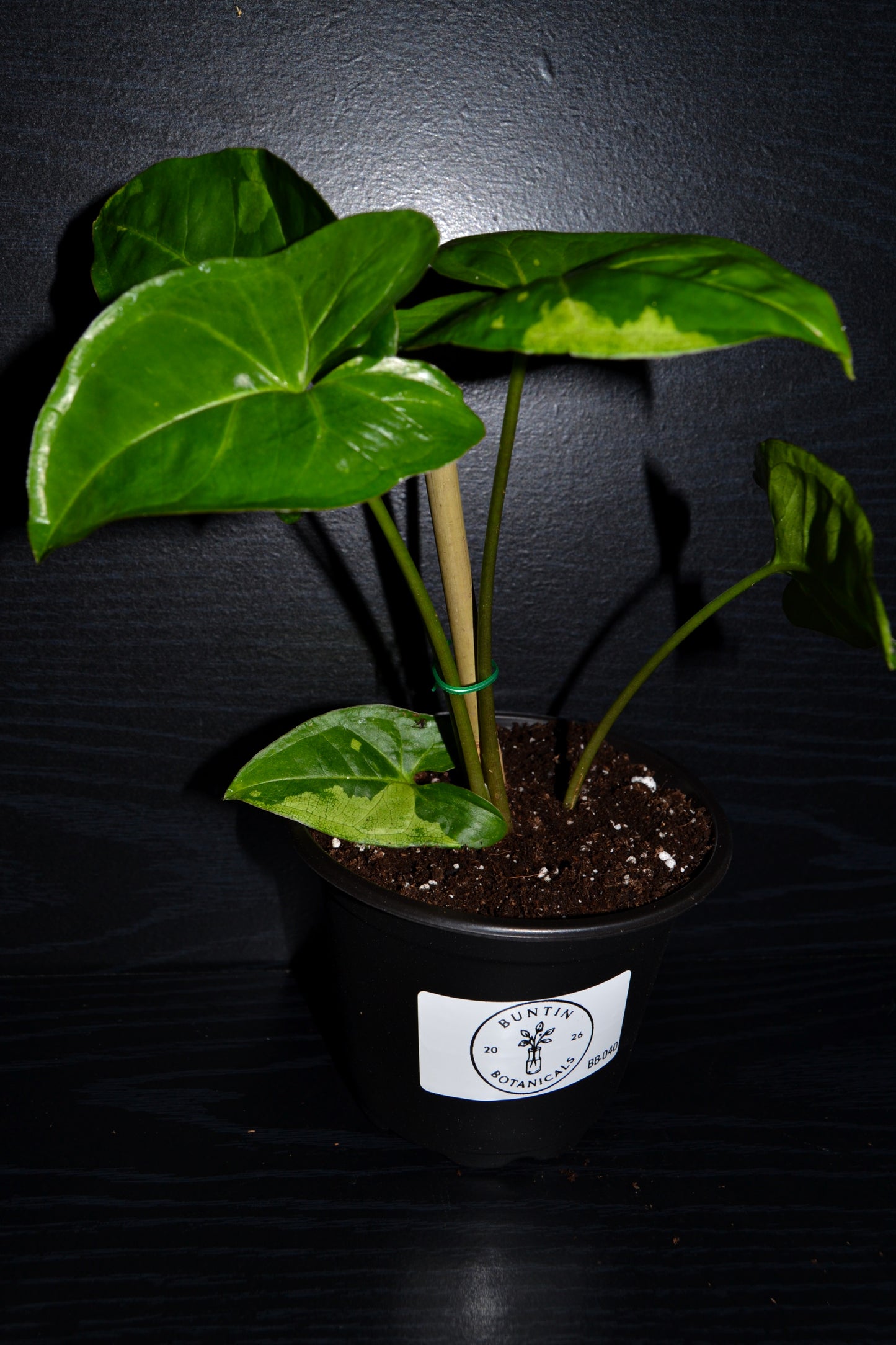 Syngonium Panda Galaxy | BB040