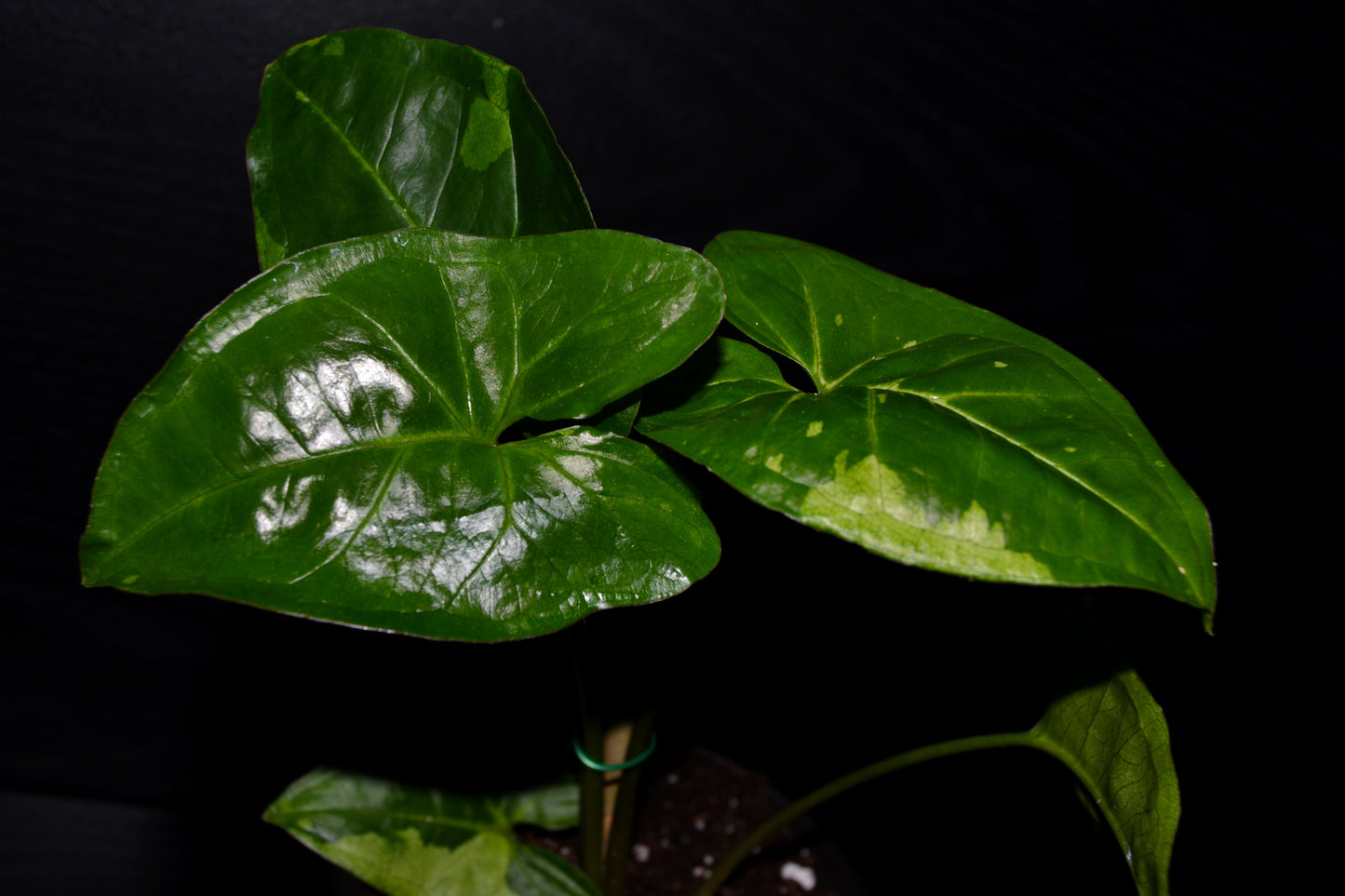 Syngonium Panda Galaxy | BB040