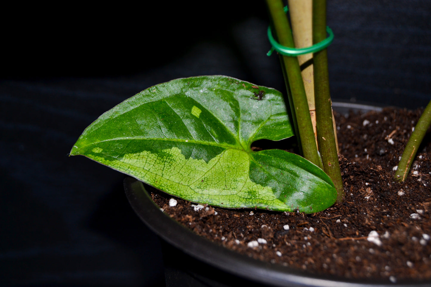 Syngonium Panda Galaxy | BB040