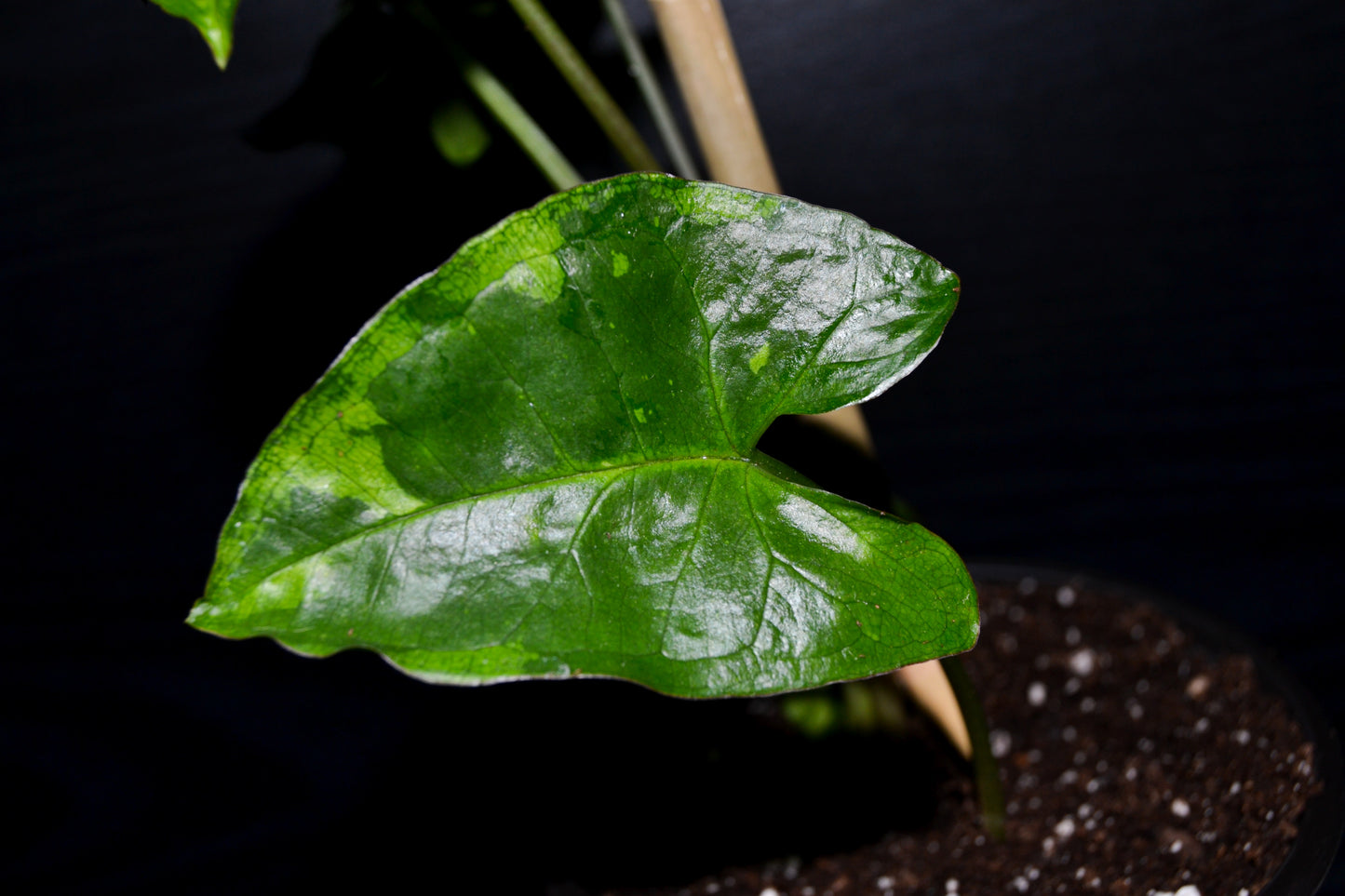 Syngonium Panda Galaxy | BB040